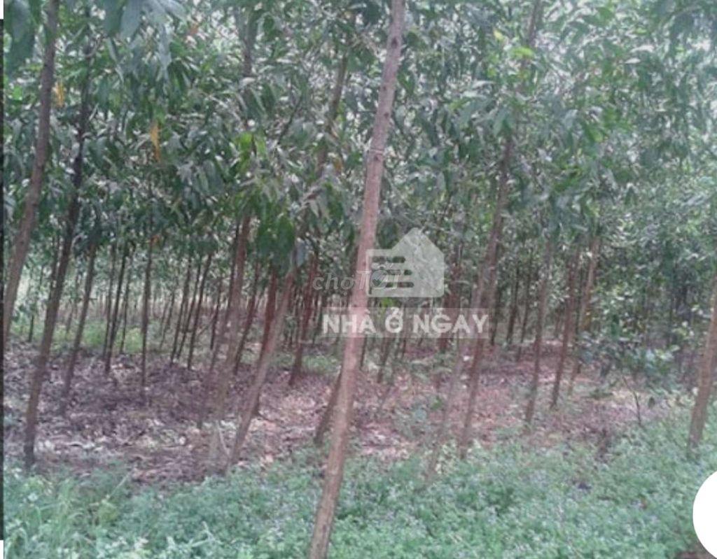 Cần tiền bán nhanh