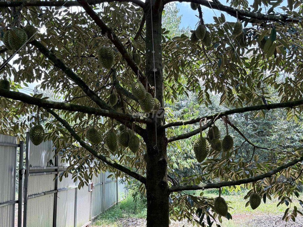 Chính chủ bán 3 sào đất đỏ bazan đang cho thu sầu riêng mạnh