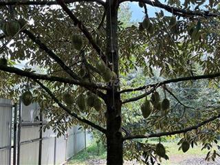 Chính chủ bán 3 sào đất đỏ bazan đang cho thu sầu riêng mạnh