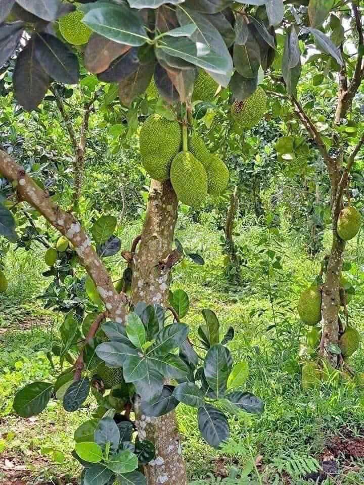 đất vườn thổ cư 