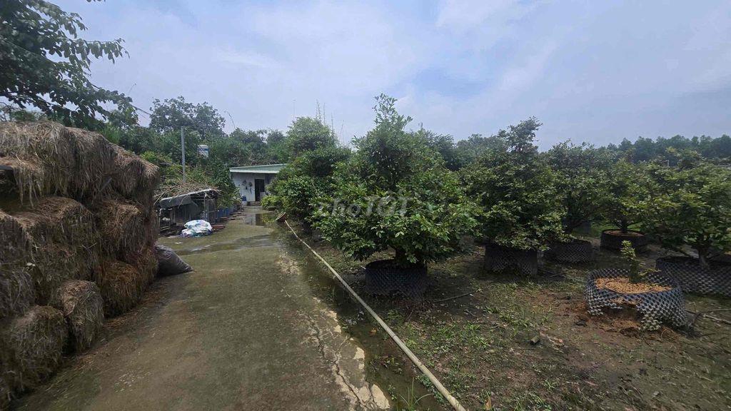 ĐẤT VƯỜN 16 SH RIÊNG CẦN BÁN GẤP