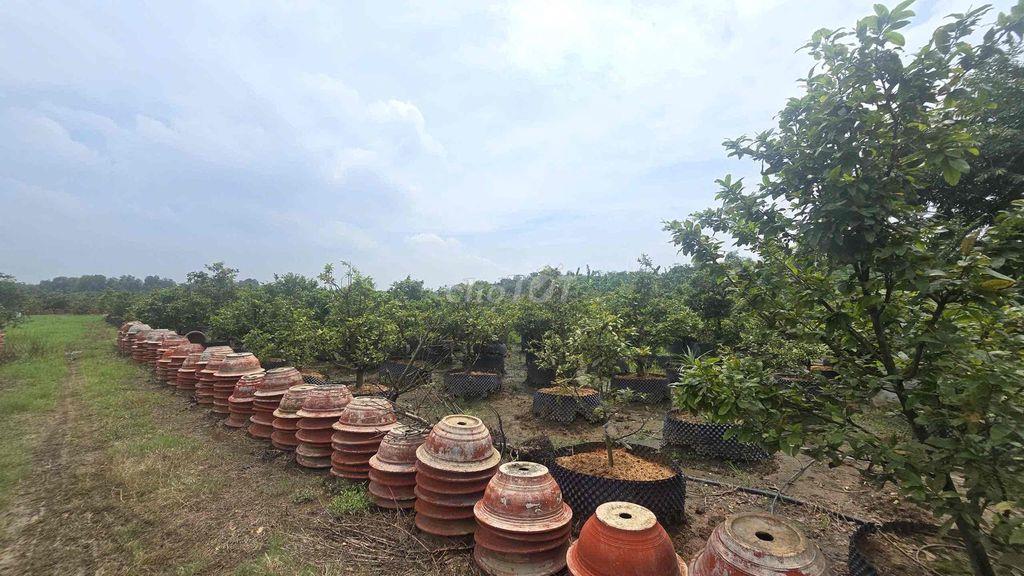 ĐẤT VƯỜN 16 SH RIÊNG CẦN BÁN GẤP