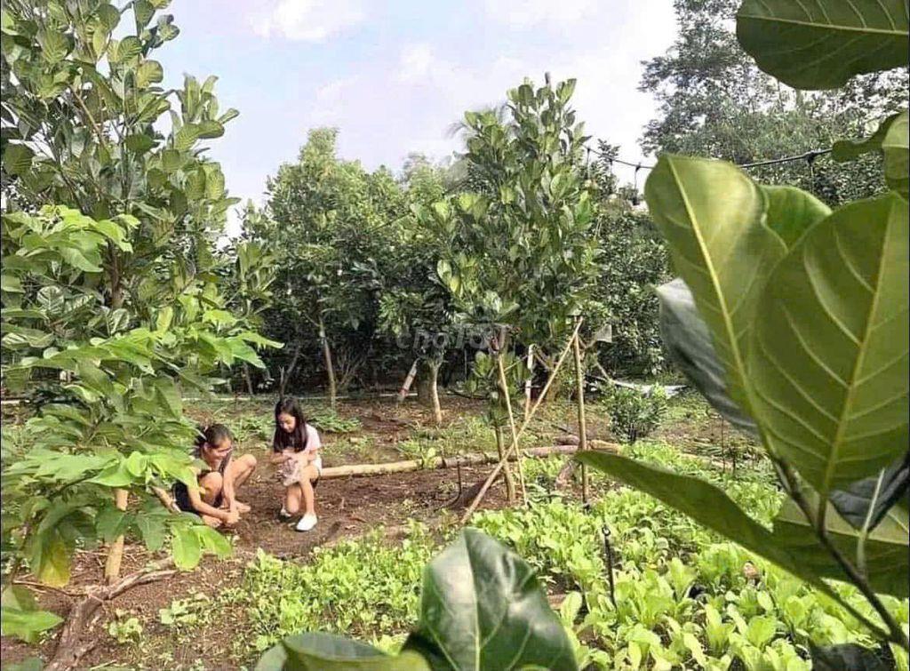 đất vườn cần bán gâps
