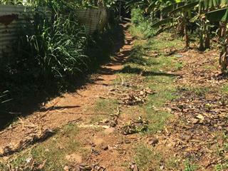 bán đất vườn sầu riêng thái