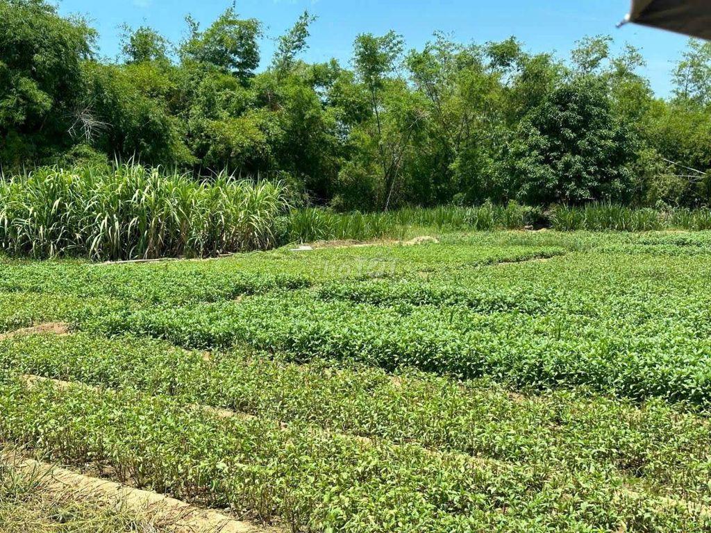 Đất bên sông Lũy-Phan Rí Thành