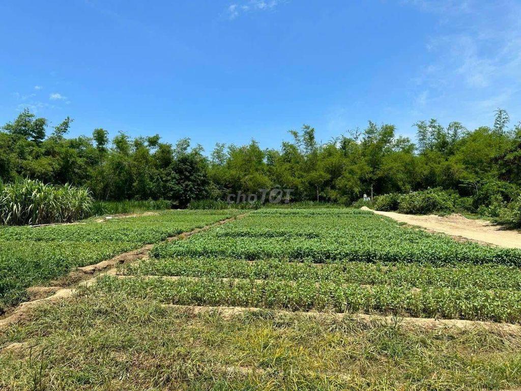 Đất bên sông Lũy-Phan Rí Thành