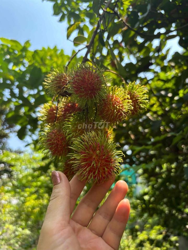 Dat ngang 10 * 37 dai / 3 ty 400 tr ,