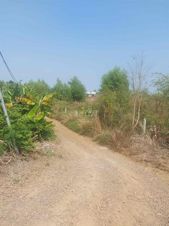 Đất Trồng Cây Lâu Năm Siêu rẻ Thanh Bình Trảng Bom Tp Đồng Nai