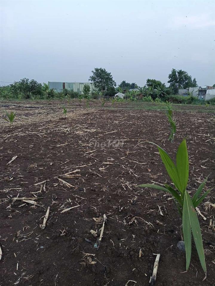 cần bán đất nông nghiệp 