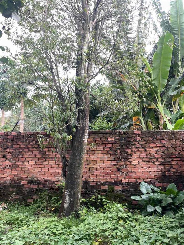 Nhà sân vườn