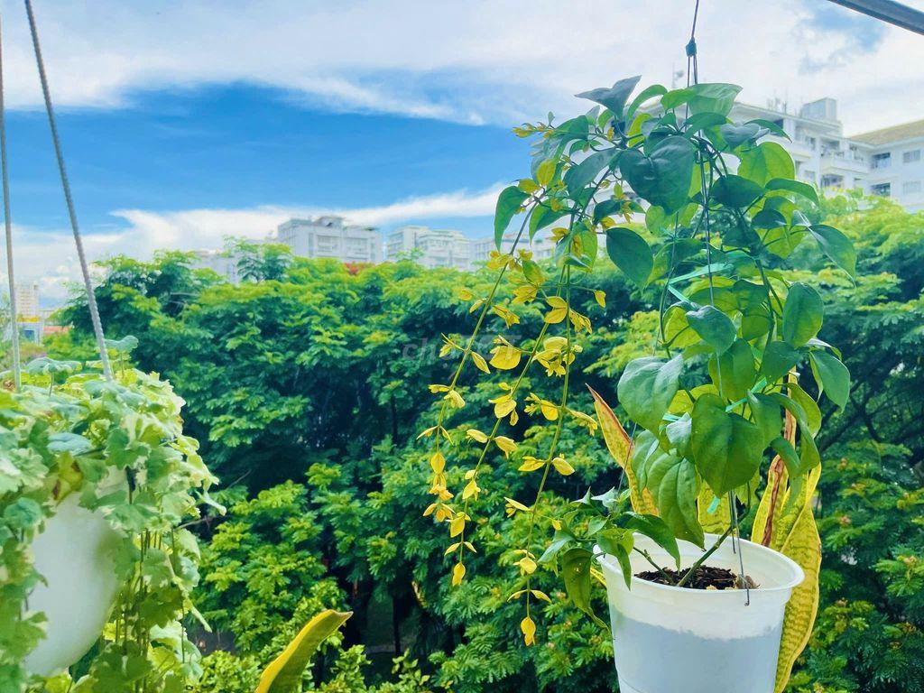 Cho thuê Căn hộ Hưng Vượng 3 Quận 7, Dt : 70 m2  2PN, Có Đủ Nội Thất