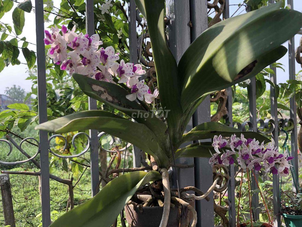 Đất mặt tiền đường Hóc Hưu,Quy Đức, H. Bình Chánh