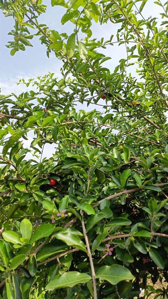 Nhà vườn 256 m có nhà + Đất . Đường LẠI Hùng Cường Vĩnh Lộc B