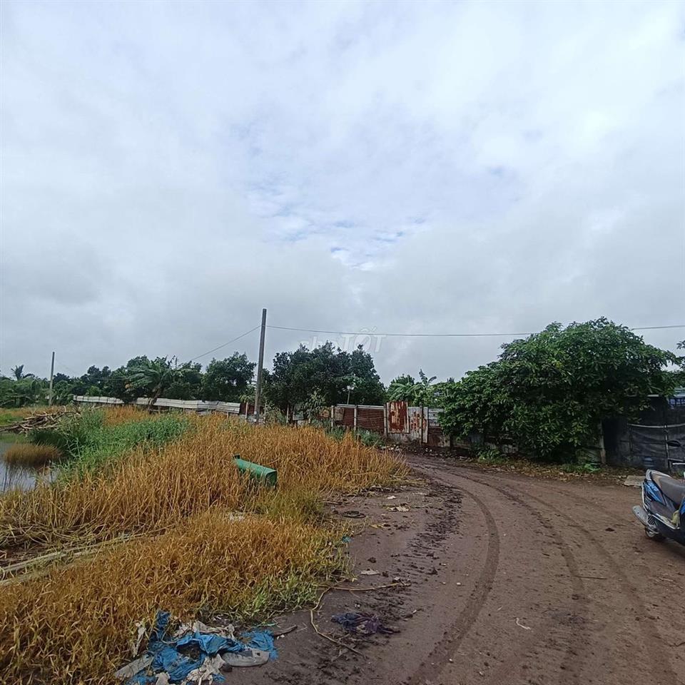 Cho Thuê 5000m  Vườn Trái cây sắn * Đường kênh trung ương Vĩnh Lộc B