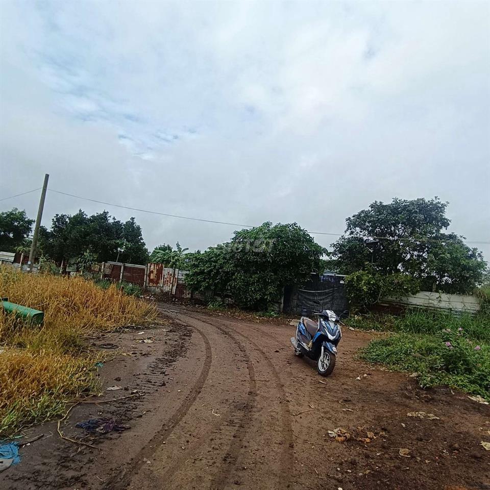 Cho Thuê 5000m  Vườn Trái cây sắn * Đường kênh trung ương Vĩnh Lộc B