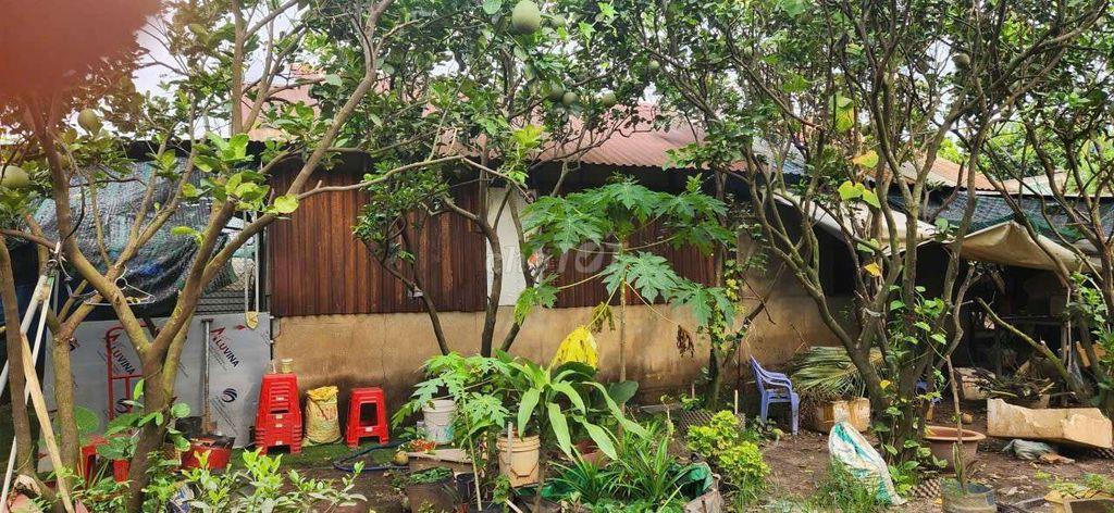 Cho Thuê Nhà Vườn 300m có nhà tôn 48m Đường Kênh trung ương Vĩnh Lộc B