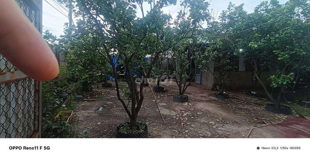 Cho Thuê Nhà Vườn 300m có nhà tôn 48m Đường Kênh trung ương Vĩnh Lộc B