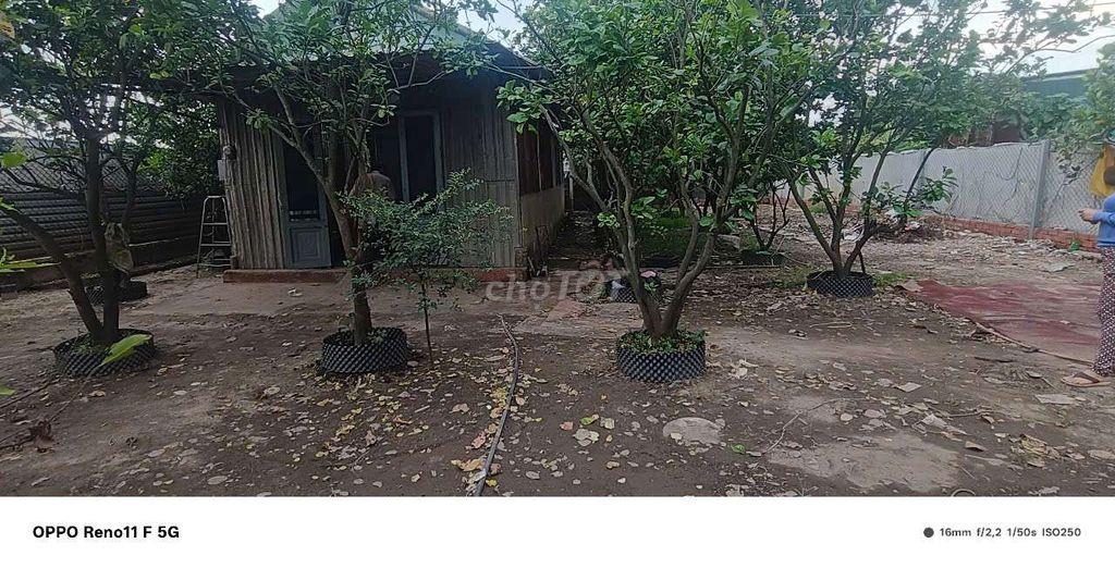 Cho Thuê Nhà Vườn 300m có nhà tôn 48m Đường Kênh trung ương Vĩnh Lộc B