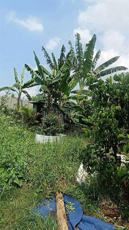 Nhà Vườn  400m Nhà + Điện 3 pha  Đường Kênh trung ương  Vĩnh Lộc BV