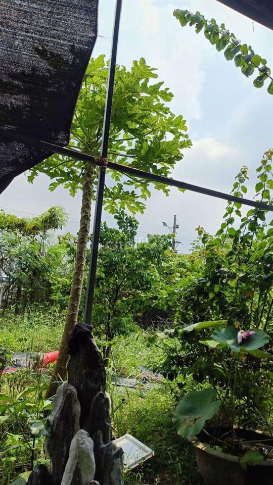 Nhà vườn trái  cây 8*25 có nhà Tôn  Đường Kênh Trung ương Vĩnh Lộc B