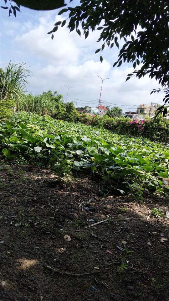 CẦN BÁN HƠN HAI CÔNG ĐẤT TÂN PHƯỚC TIỀN GIANG 