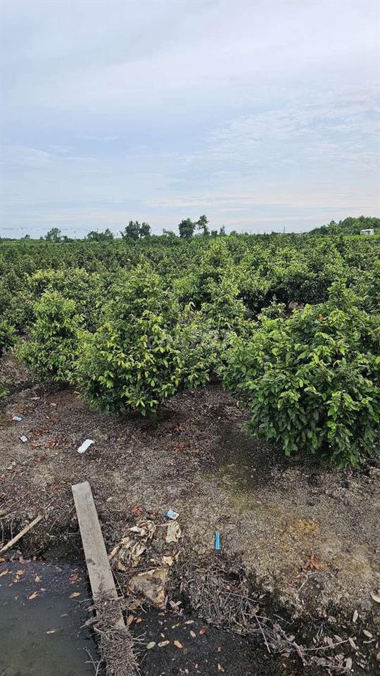 1.000 m2 đất vườn đẹp đường oto