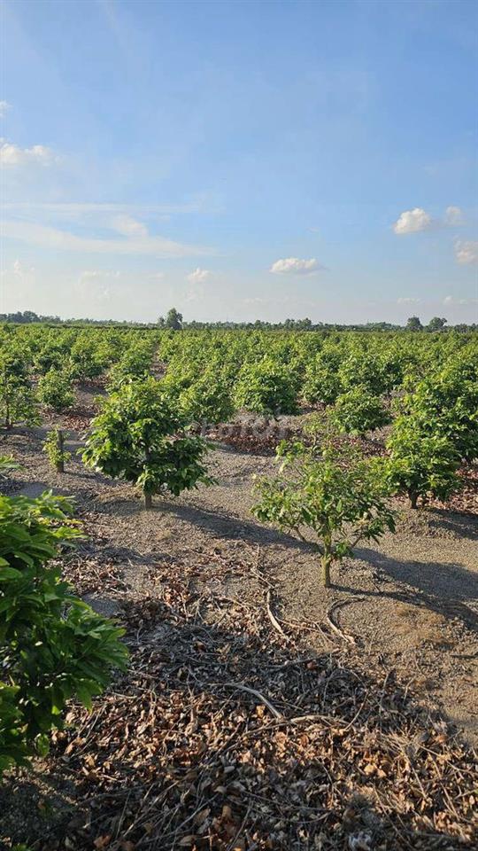 1.200m2 mặt tiền đường nhựa có điện 3fa 