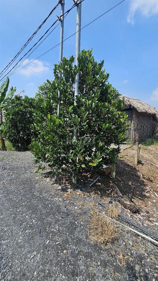 850m2 đất vườn có sẵn nhà lá