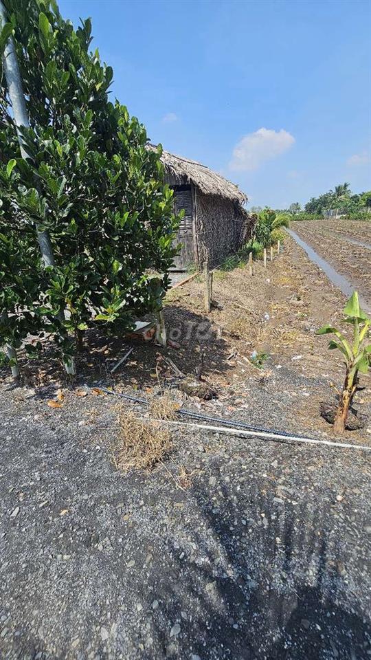 850m2 đất vườn có sẵn nhà lá