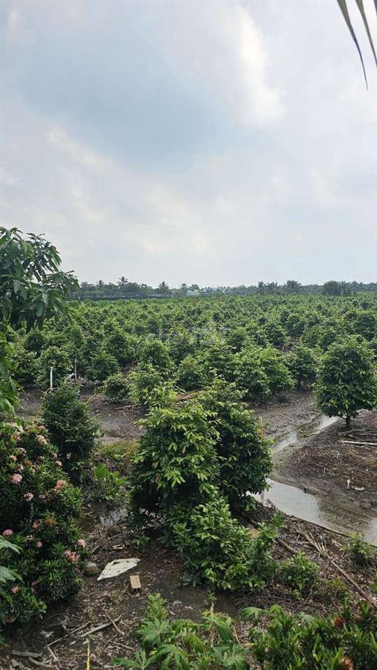 1ty550 triệu cho 1.000m2 đất trồng mai