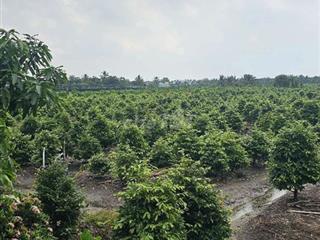 1ty550 triệu cho 1.000m2 đất trồng mai