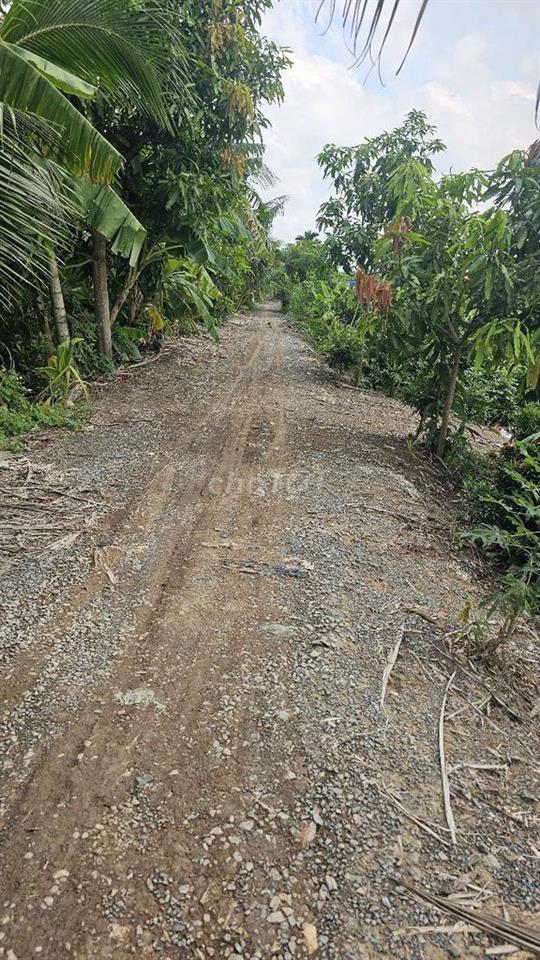 1ty550 triệu cho 1.000m2 đất trồng mai
