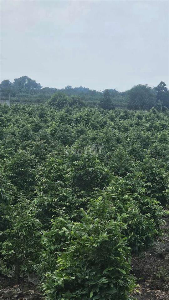 1ty550 triệu cho 1.000m2 đất trồng mai