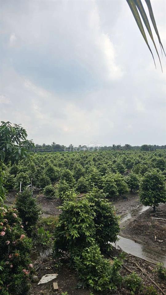 1ty550 triệu cho 1.000m2 đất trồng mai