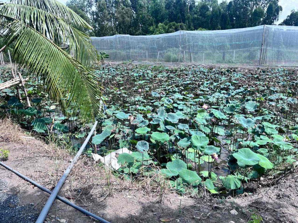 bán đất bình chánh 2000m2 kênh 5. sau trường tiểu học bình lợi