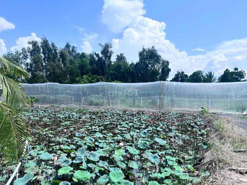 bán đất bình chánh 2000m2 kênh 5. sau trường tiểu học bình lợi