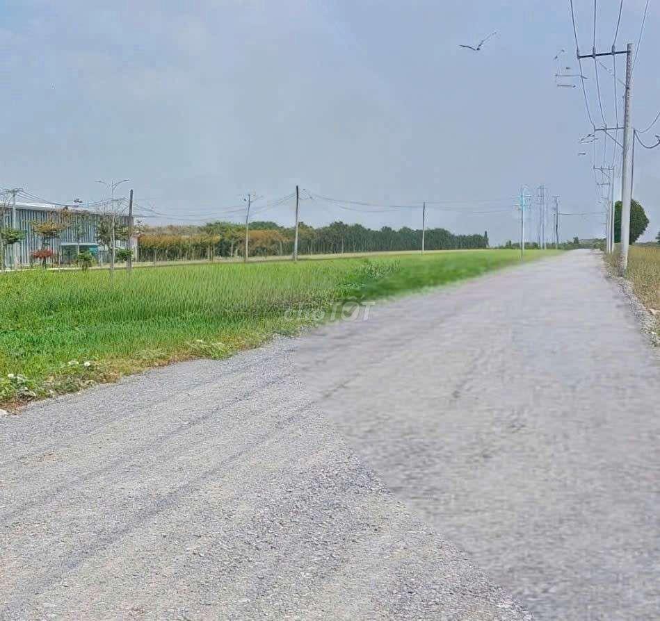 cho thuê 9500m2 đất vườn MT kênh Đường Vườn Thơm xã Bình Lợi HBC 