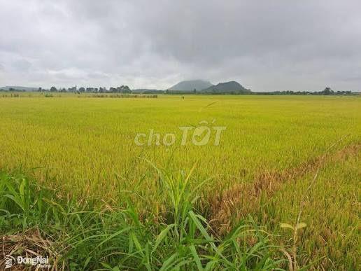 HẠ GIÁ SỐC CHÍNH CHỦ BÁN 1 TỶ/1000MV