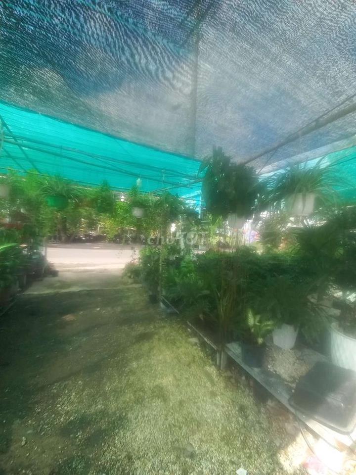 cần sang tiệm cây cảnh