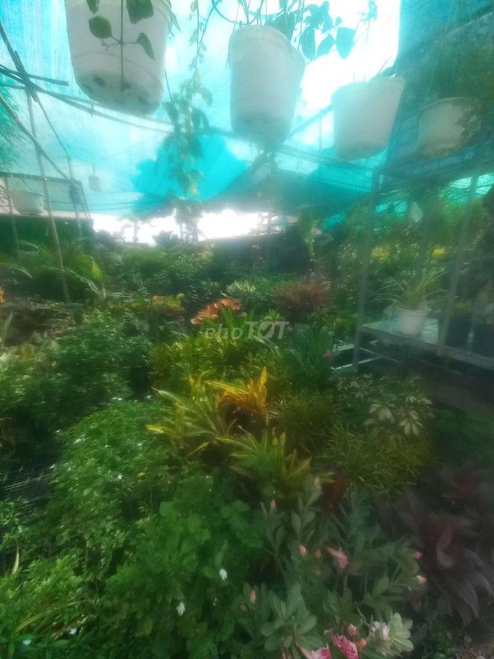 cần sang tiệm cây cảnh