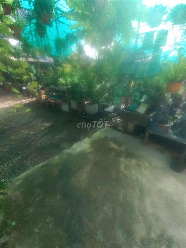 cần sang tiệm cây cảnh