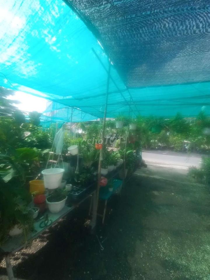 cần sang tiệm cây cảnh