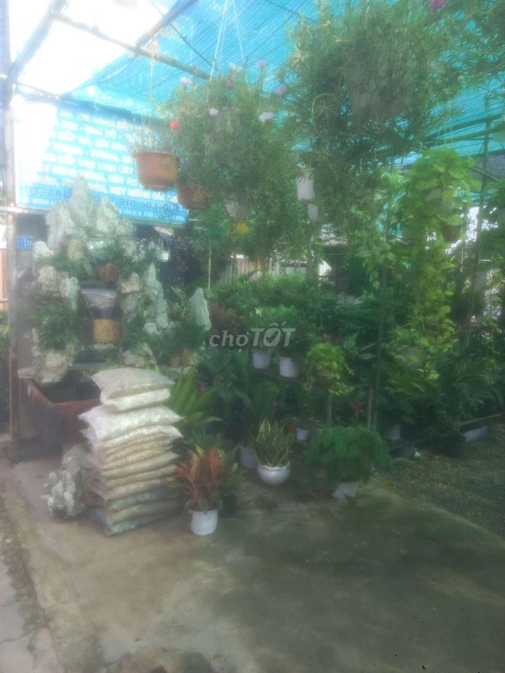 cần sang tiệm cây cảnh