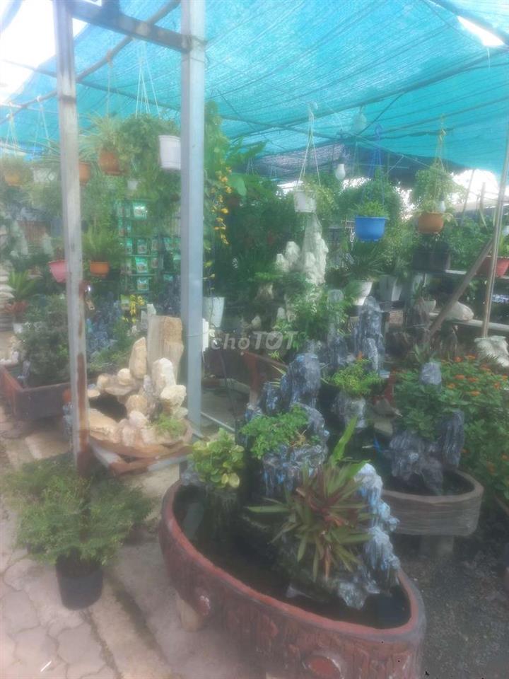 cần sang tiệm cây cảnh