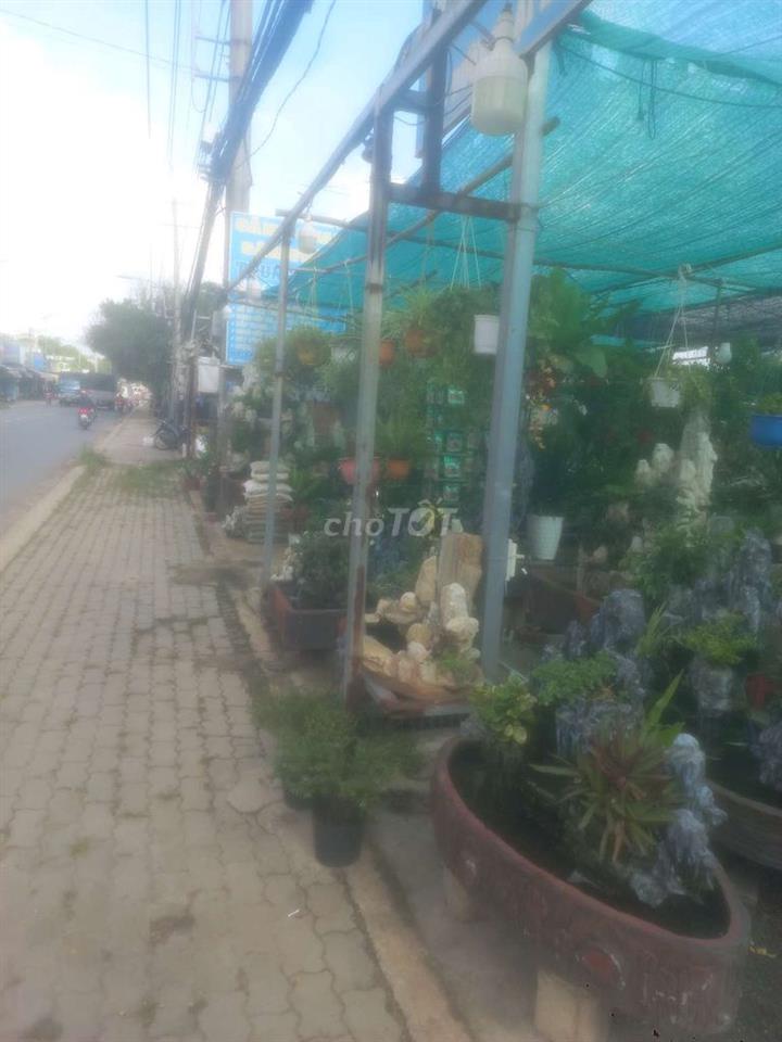 cần sang tiệm cây cảnh