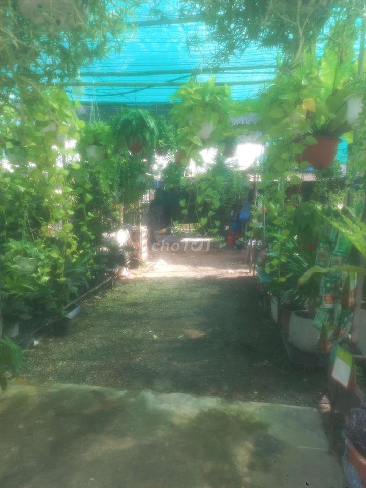 cần sang tiệm cây cảnh