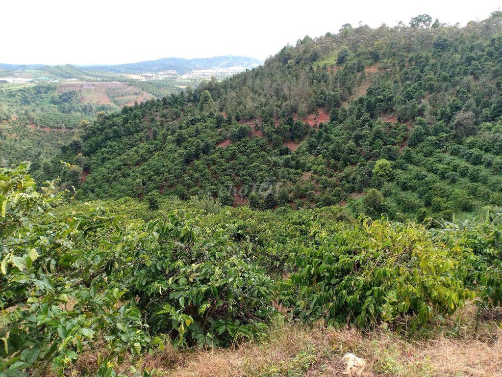 hơn 7xào đất cây cà phê
