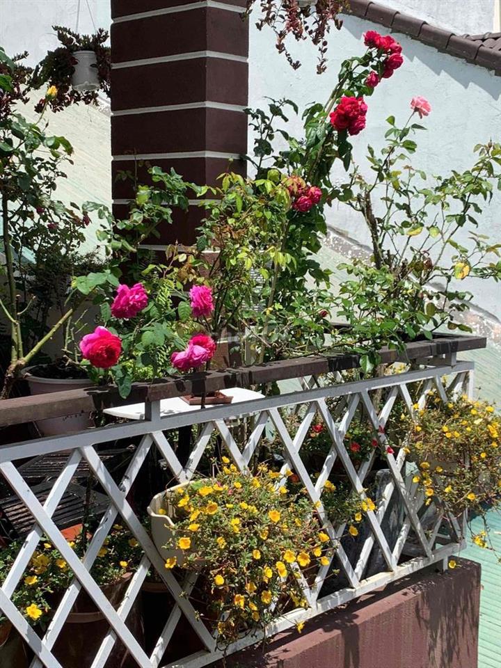 CẮT LỖ BÁN NHÀ PHỐ HẺM XE HƠI – NGUYỄN TRUNG TRỰC, P.04, ĐÀ LẠT