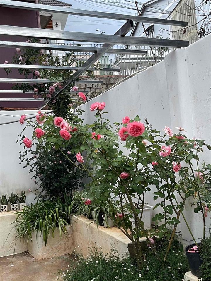 CHO THUÊ HOMSTAY ĐÀ LẠT