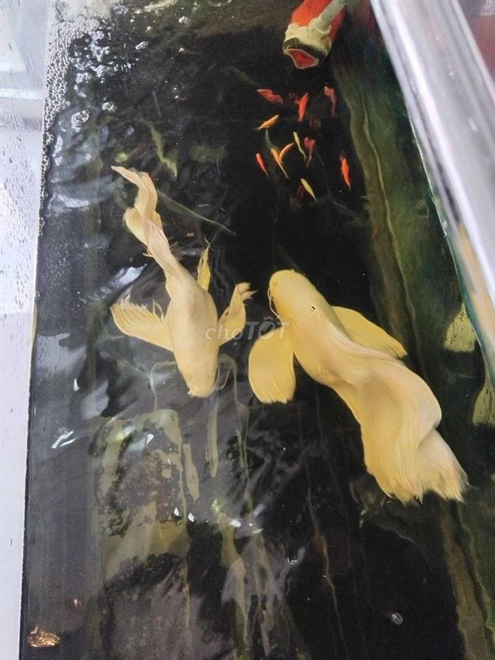 CHỦ NGỘP GIẢM SÂU CÒN 6,6 TỶ